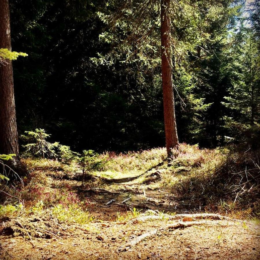 Appartmenthaus Birkenwald Зеефелд в Тирол Екстериор снимка